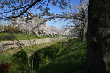 早朝の山崎川、満開の桜
