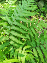 Fern fronds form natural abstract patterns in the summer woods. Background