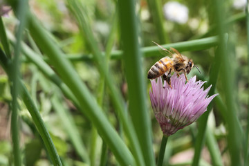 ape nettare polline fiore dell'erba cipollina aromatica perenne