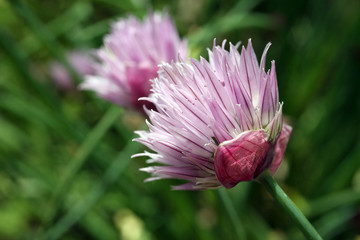 fiore dell'erba cipollina aromatica perenne