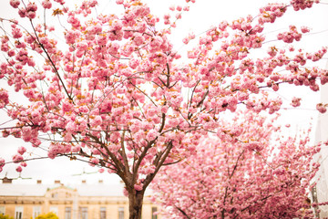 sakura in lviv, pink flowering in spring