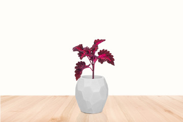 Houseplant coleus in flowerpot isolated on white background