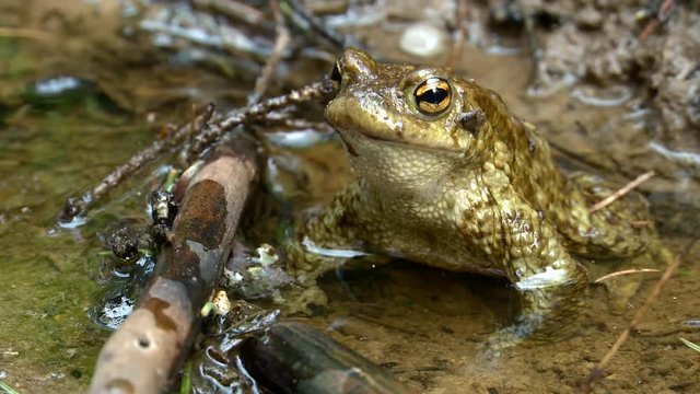 A frog (toad) crosses the stream
