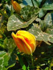 A yellow flower of blooming pumpkin natural. Closeup