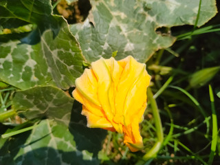 A orange flower of blooming pumpkin natural. Closeup