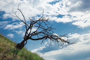 Dark tree On the horizon blue sky White clouds