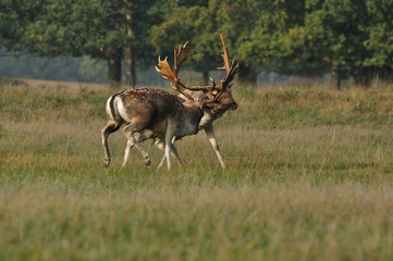 Fallow deer dama dama in autumn colours