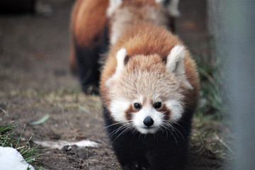 Fototapeta premium red panda is and endangered mammal animal from South China and East Himalayas 
