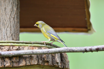 The european grenfinch sitting and eating sunflower and seeds on the feeder rack