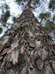 Pine trunk against the sky