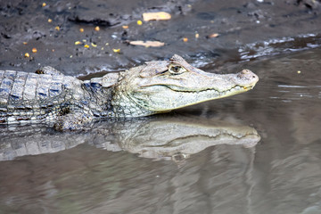 Cayman in Costa Rica. The head of a crocodile (alligator) closeup.