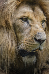 Majestic lion close up portrait