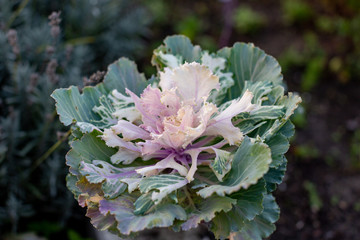 cabbage in a garden