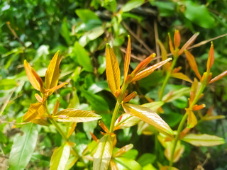 close up of yellow flower pomegranate leaf natural