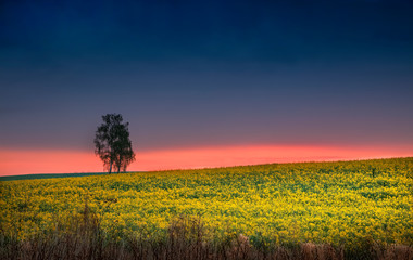 Wiosenne Pole Rzepaków o Świcie - Warmia Polska 