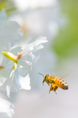 Honeybee flying to peach flower