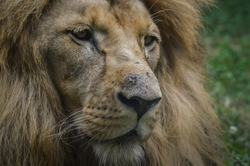 Beautiful lion resting on the grass portrait

