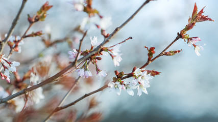 Blooming Prunus Nipponica
