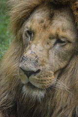 Beautiful lion resting on the grass portrait