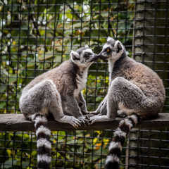 Couple of ring tailed lemurs sitting face to face and kissing - Lemur Catta