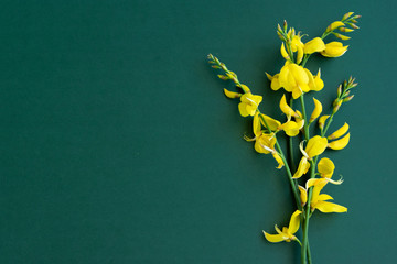 Yellow blossom gorse on the green-blue background, flat lay floral themes