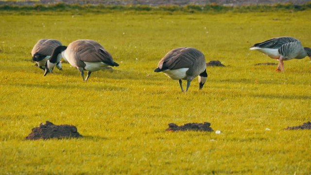 Beautiful purebred black and white canadian geese graze on a green meadow in the park