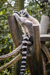 Ring tailed lemur resting on a wooden beam with a funny posture - Lemur Catta