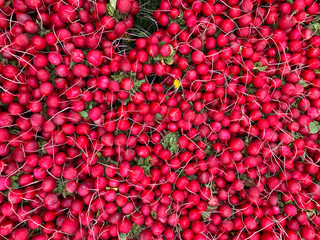 Bunch of radishes. Freshly harvested, purple colorful radish. Growing radish. Growing vegetables. Healthy food background. European radishes (Raphanus sativus)
