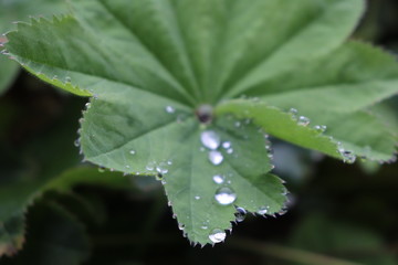 waterproof plant