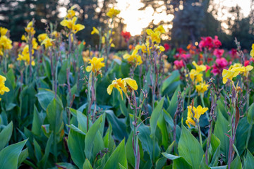 yellow and white tulips