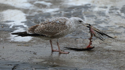 Gull eating the remains of a dove