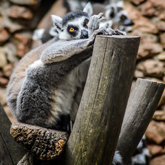 Ring tailed lemur resting on a wooden beam with a funny posture - Lemur Catta