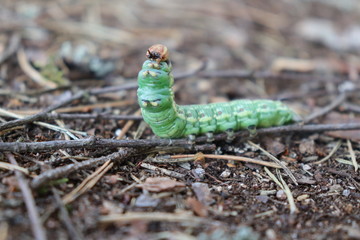 happy green caterpillar