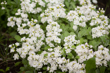 Small white flowers in the garden