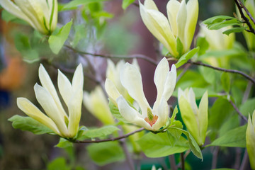 Magnolia acuminata L tree in spring, with flowering branches.