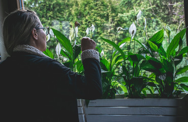 49 years old female taking care of peace lilies. Air purifying house plants concept.