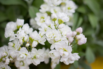 Fototapeta premium Small white flowers in the garden