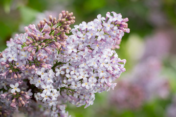 Lilac branch in the garden