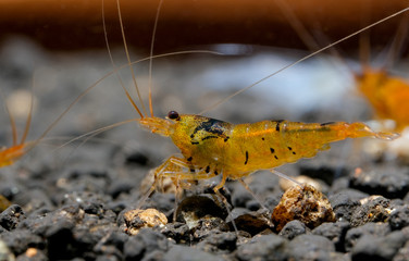 Orange tiger shrimp look for food in aquatic soil. Tangerine Tiger Shrimp, Caridina serrata, is an...