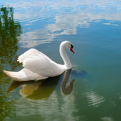 Swan on a pond in sunny day.
