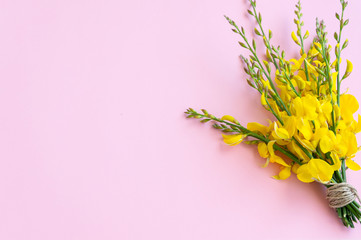 Bunch of flowering gorse on the pink background, space for text