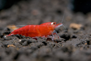 Santa super crystal red shrimp on the wood decoration in fresh water aquarium tank. This types of shrimp contain main color of red and has white band on the body.