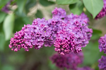 Fototapeta premium Lilac branch in the garden