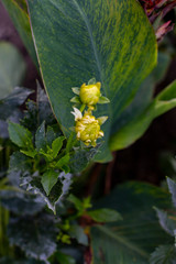 yellow flower on a green background