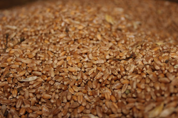 Many oats seeds