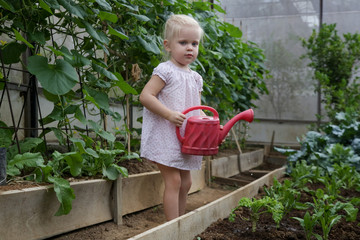 Cute little toddler girl watering plants with water can in the organic vegetable garden. Children can learn new skills, have fun, play and develop self-confidence by spending time in the garden. 