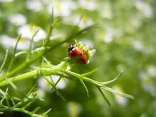 ladybug on a green leaf