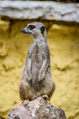 Cute Meerkat standing up on a rock and looking around - Suricata suricatta