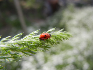 ladybug on a green leaf