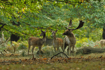 Fallow deer dama dama in autumn colours